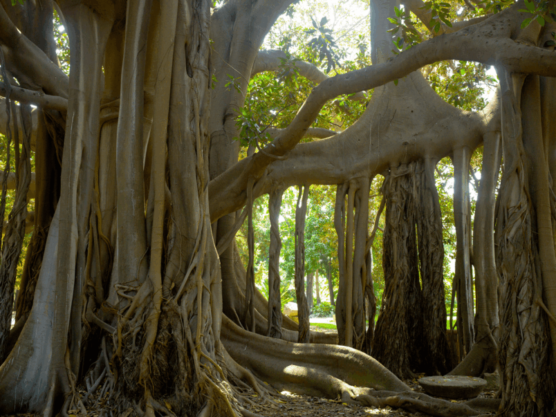 Moreton Bay Fig Tree or Australian Banyan (Ficus macrophylla)