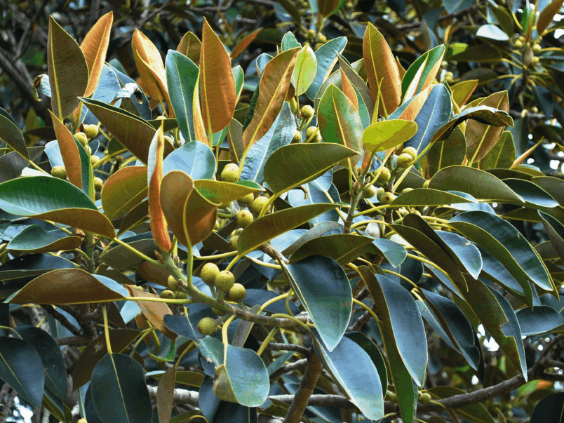 Moreton Bay Fig Tree or Australian Banyan (Ficus macrophylla)