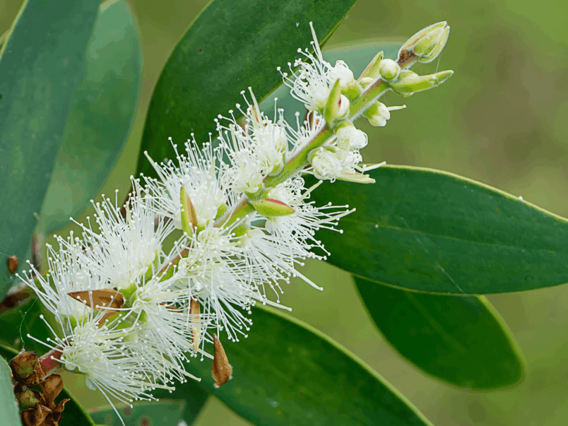 Paper bark tea tree (Melaleuca quinquenervia)