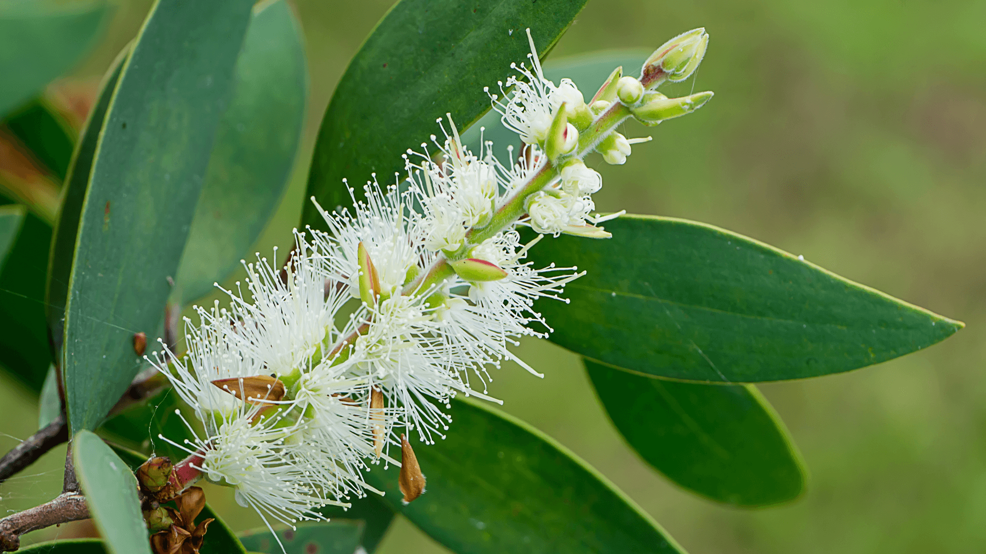 Paper bark tea tree (Melaleuca quinquenervia)