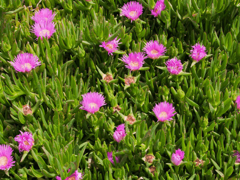 Pig Face (Carpobrotus)