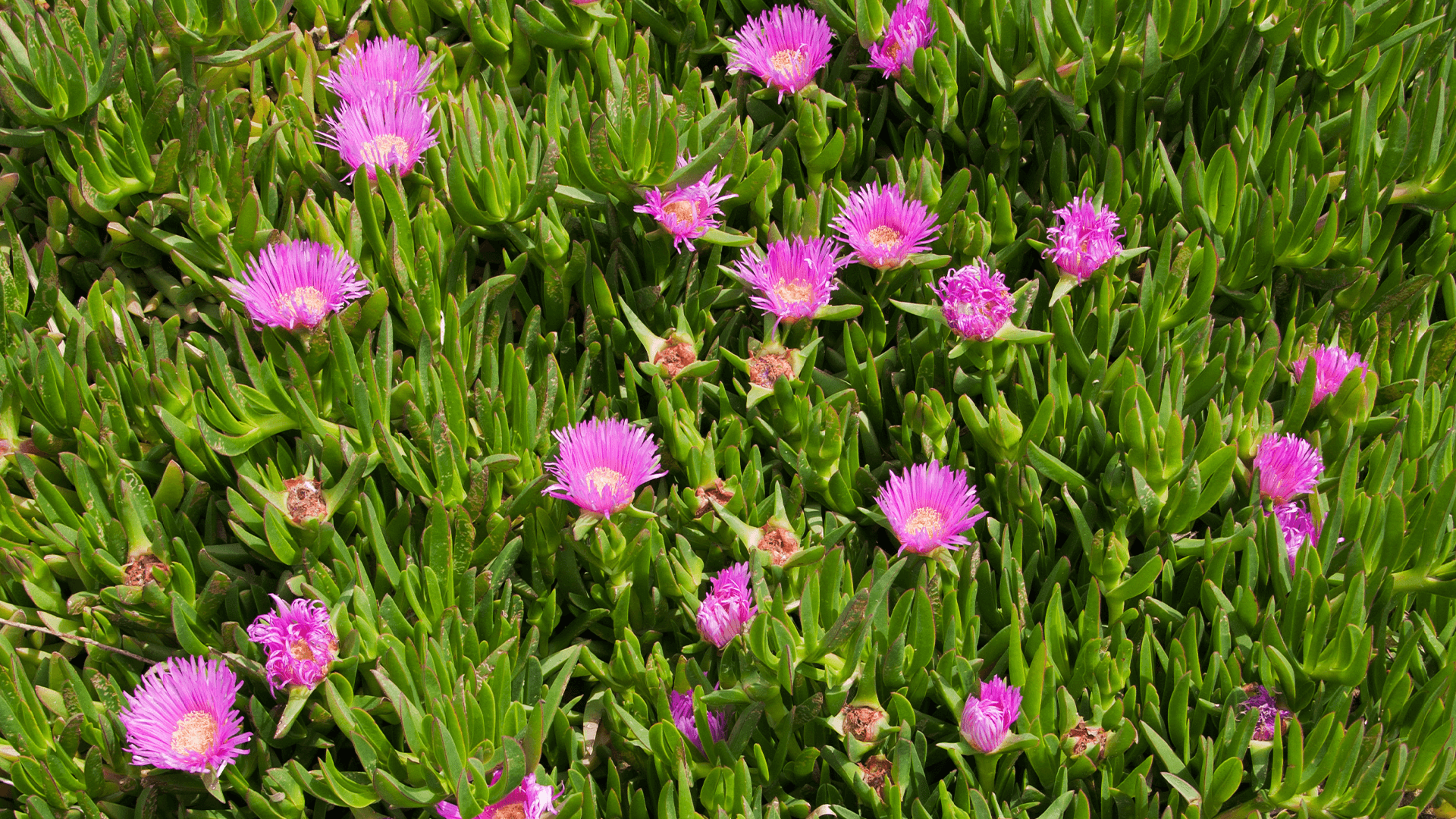 Pig Face (Carpobrotus)