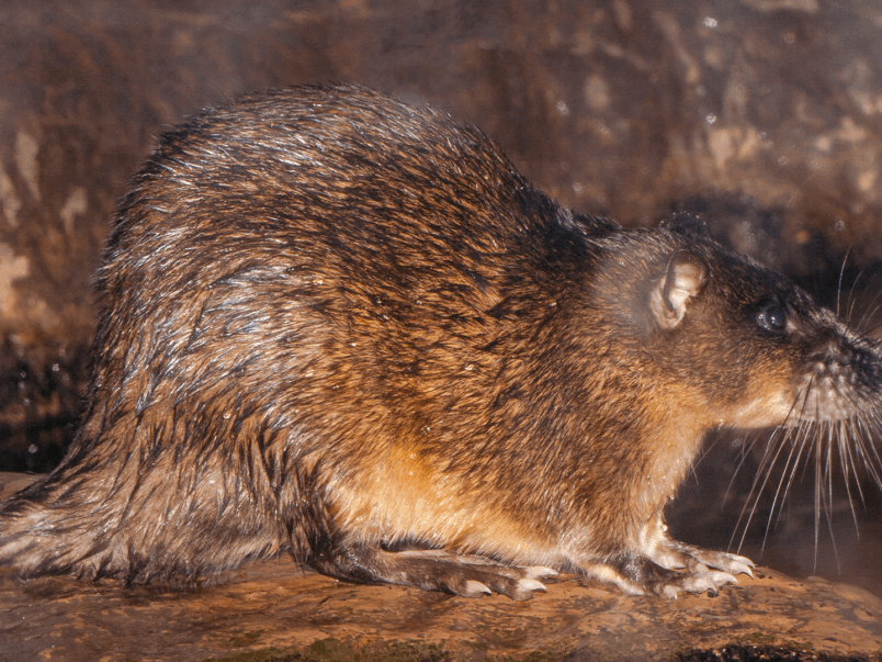 Rakali (Hydromys chrysogaster)