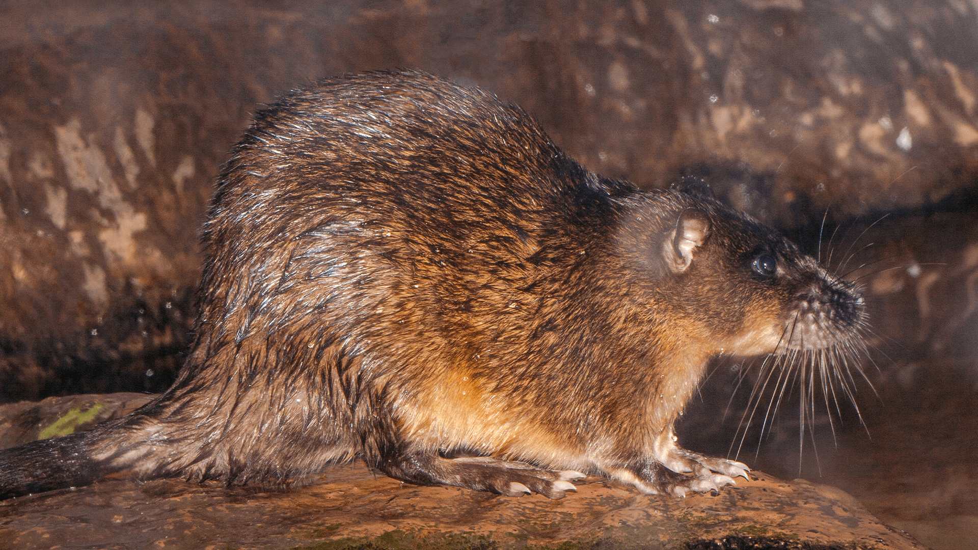 Rakali (Hydromys chrysogaster)