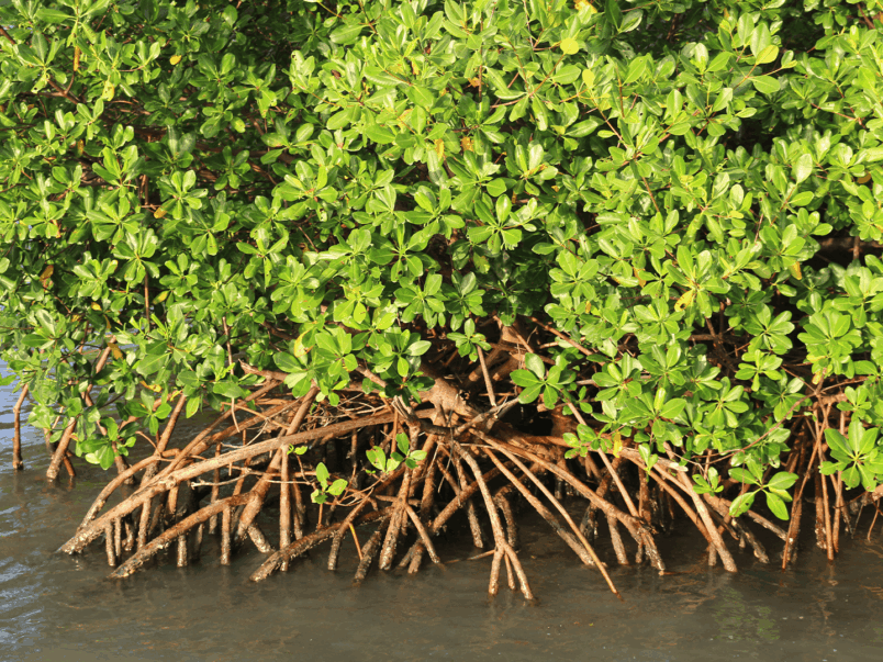Red Mangrove (Rhizophora mangle)