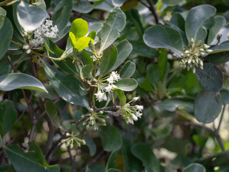 River Mangrove (Aegiceras corniculatum)