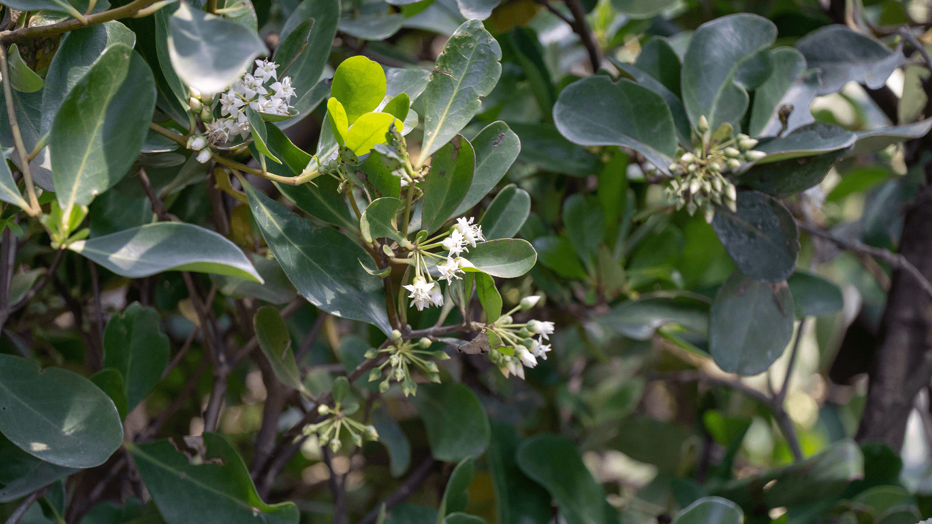 River Mangrove (Aegiceras corniculatum)