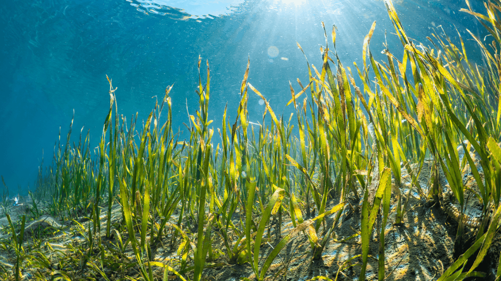 Seagrass Meadows