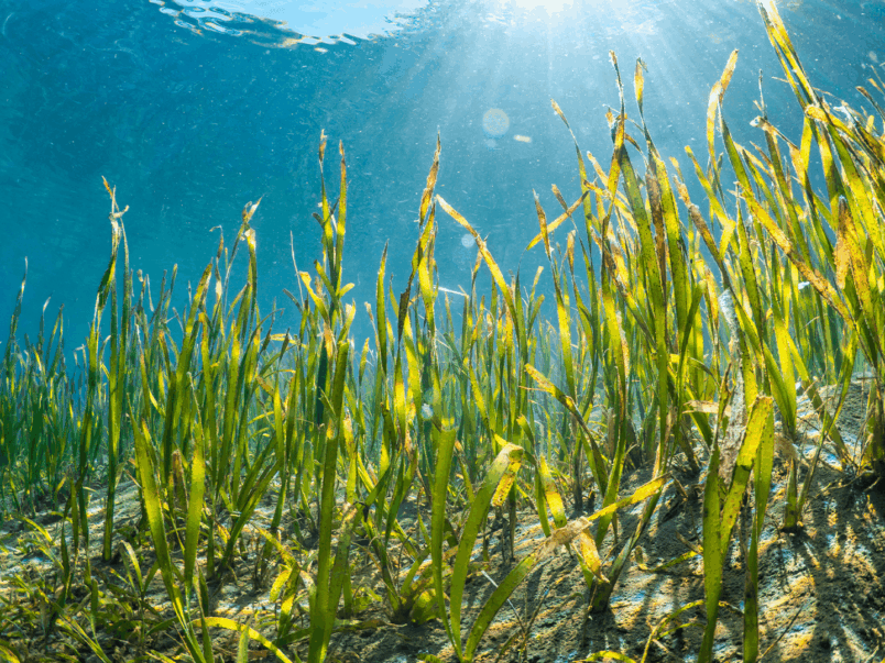Seagrass Meadows