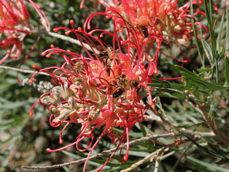 Silky Oak (Grevillea robusta)