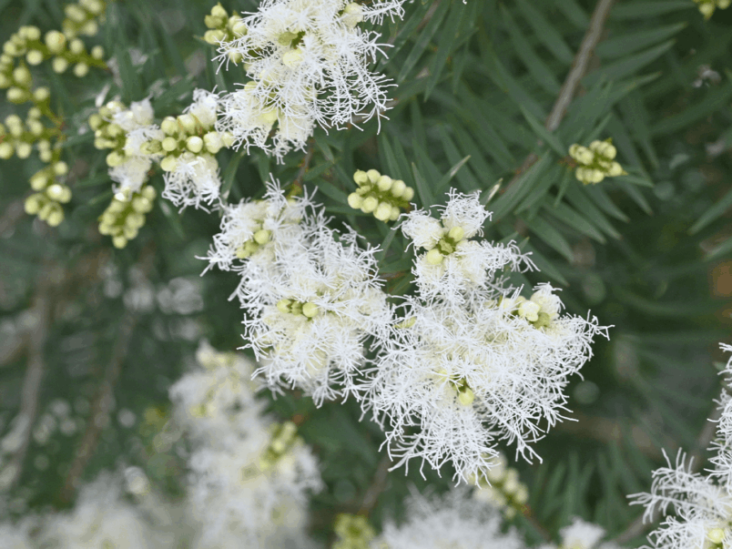 Snow-in-summer (Melaleuca linariifolia)