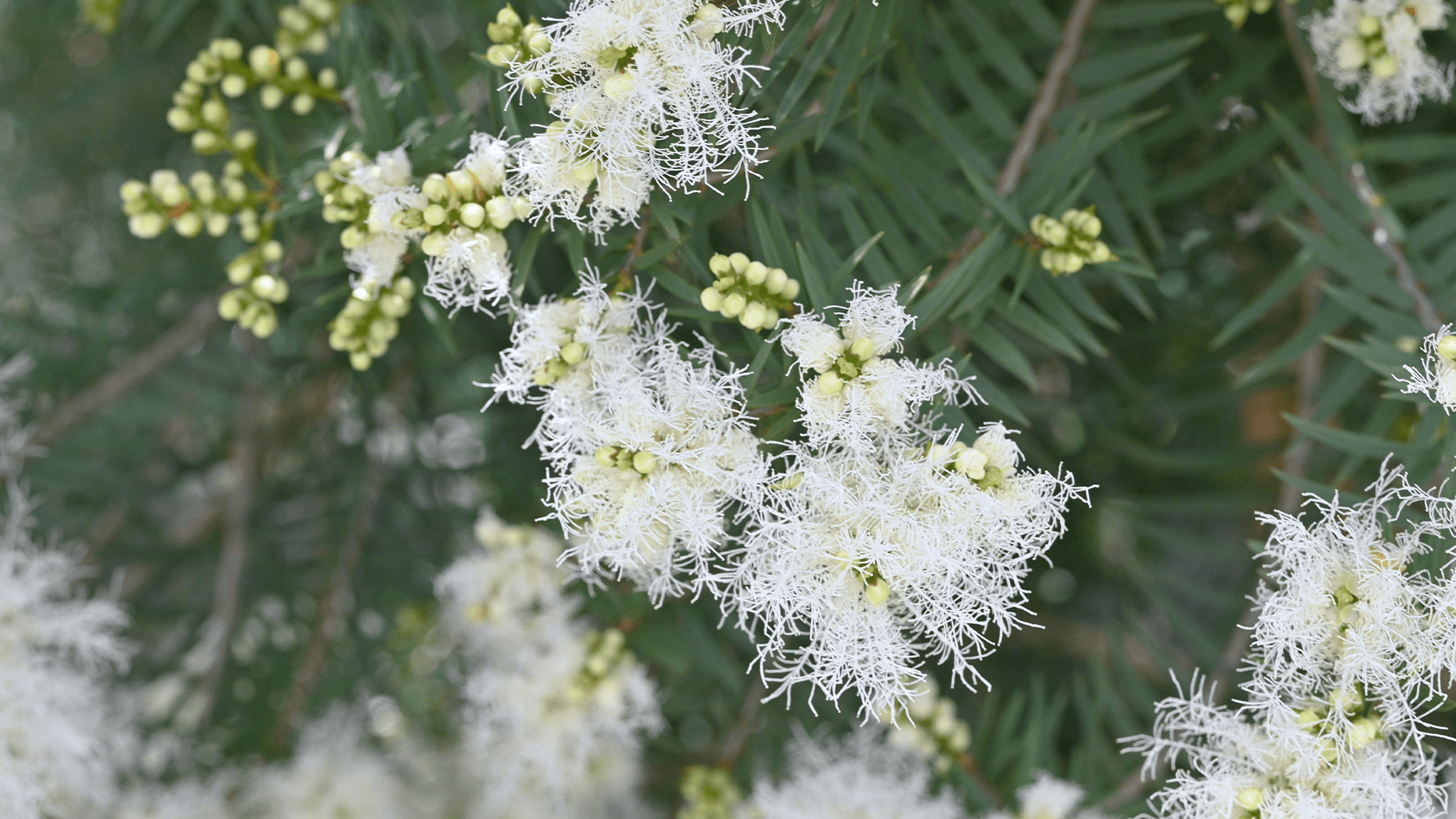 Snow-in-summer (Melaleuca linariifolia)