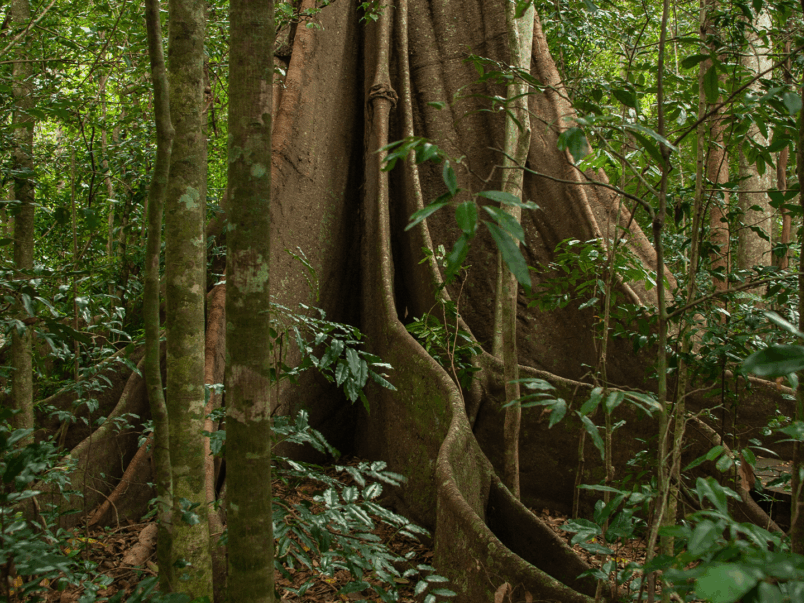 Strangler Fig (Ficus watkinsiana)