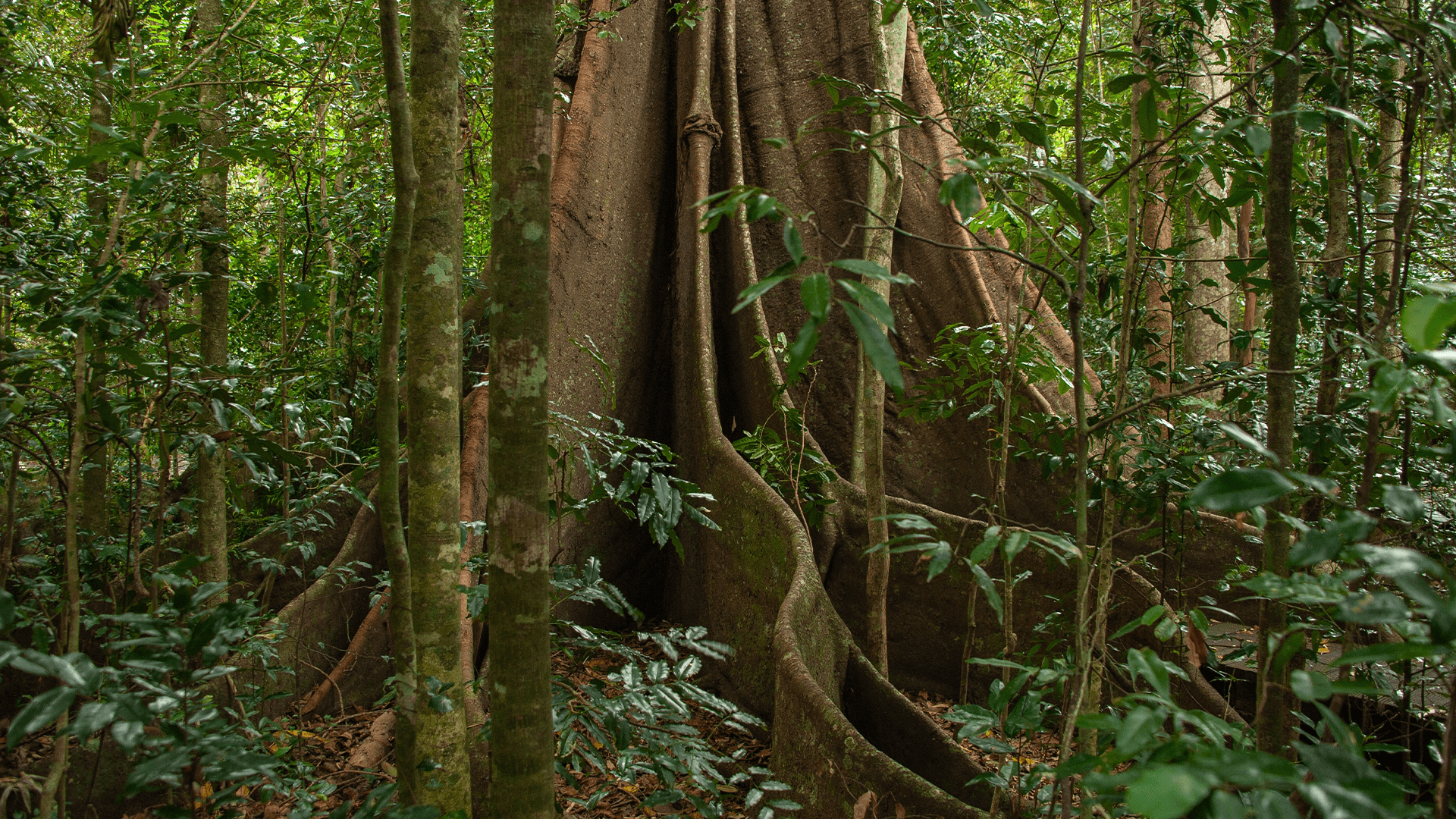 Strangler Fig (Ficus watkinsiana)
