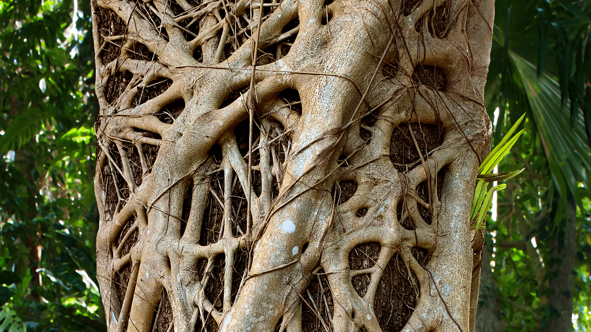 Strangler Fig (Ficus watkinsiana)