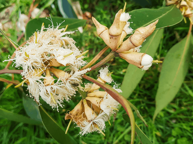 Swamp Mahogany (Eucalyptus robusta)