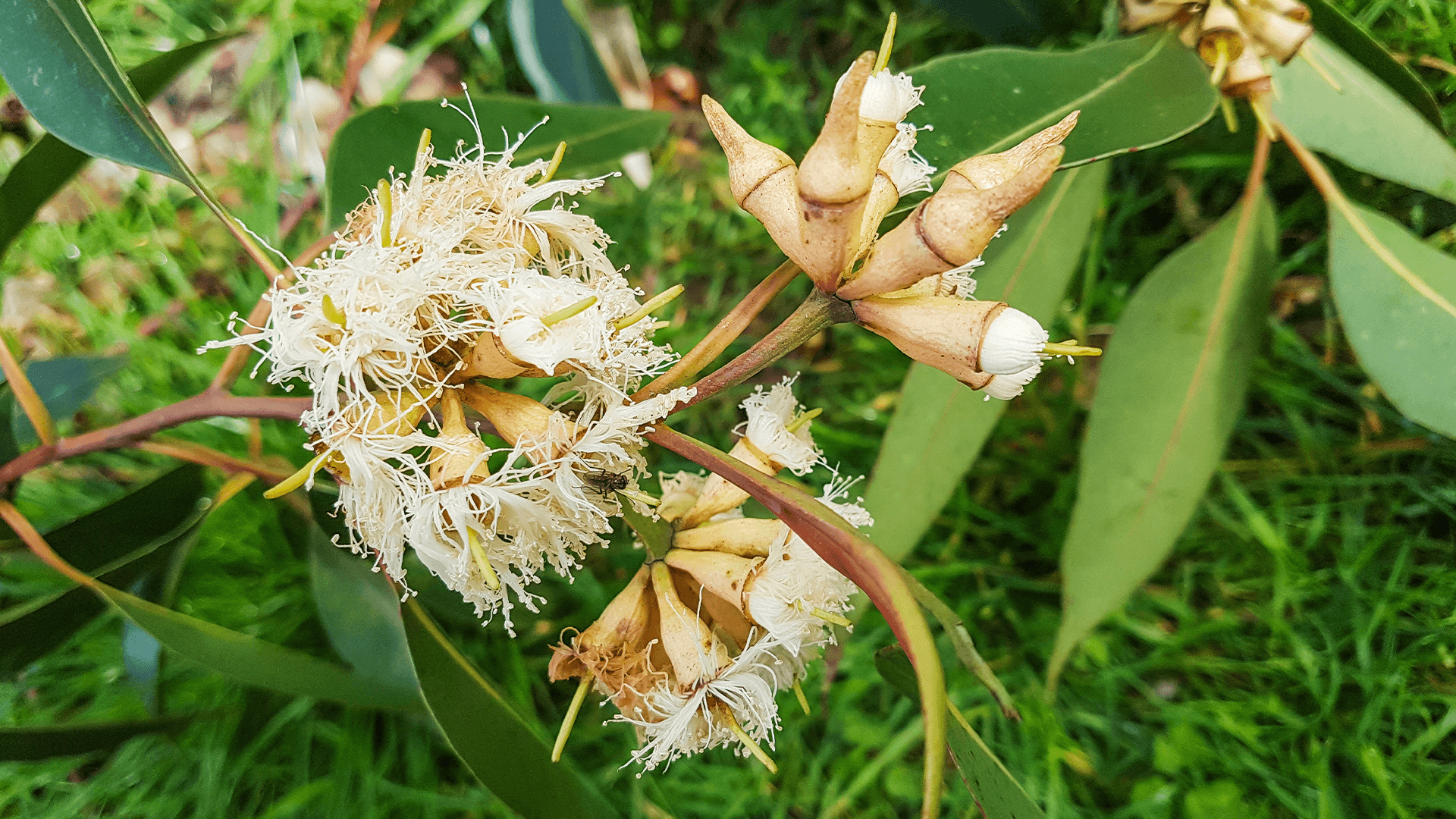 Swamp Mahogany (Eucalyptus robusta)