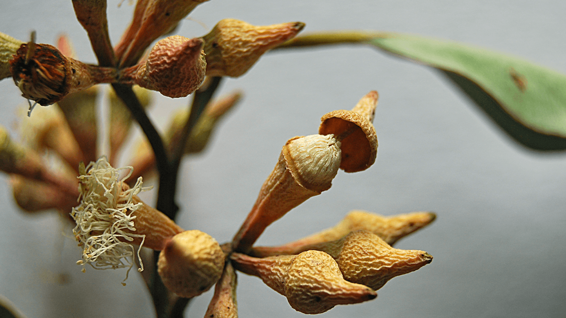 Swamp Mahogany (Eucalyptus robusta)
