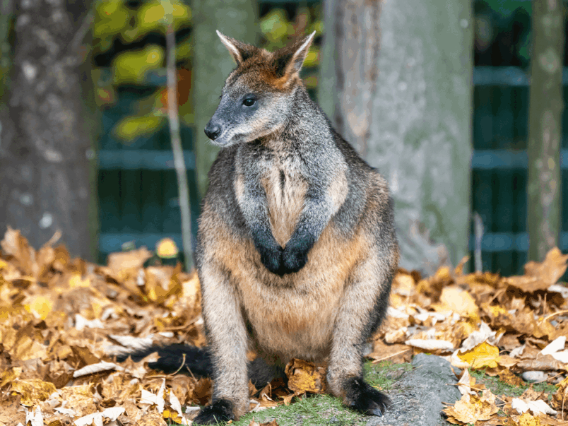 Swamp Wallaby (Wallabia bicolour)