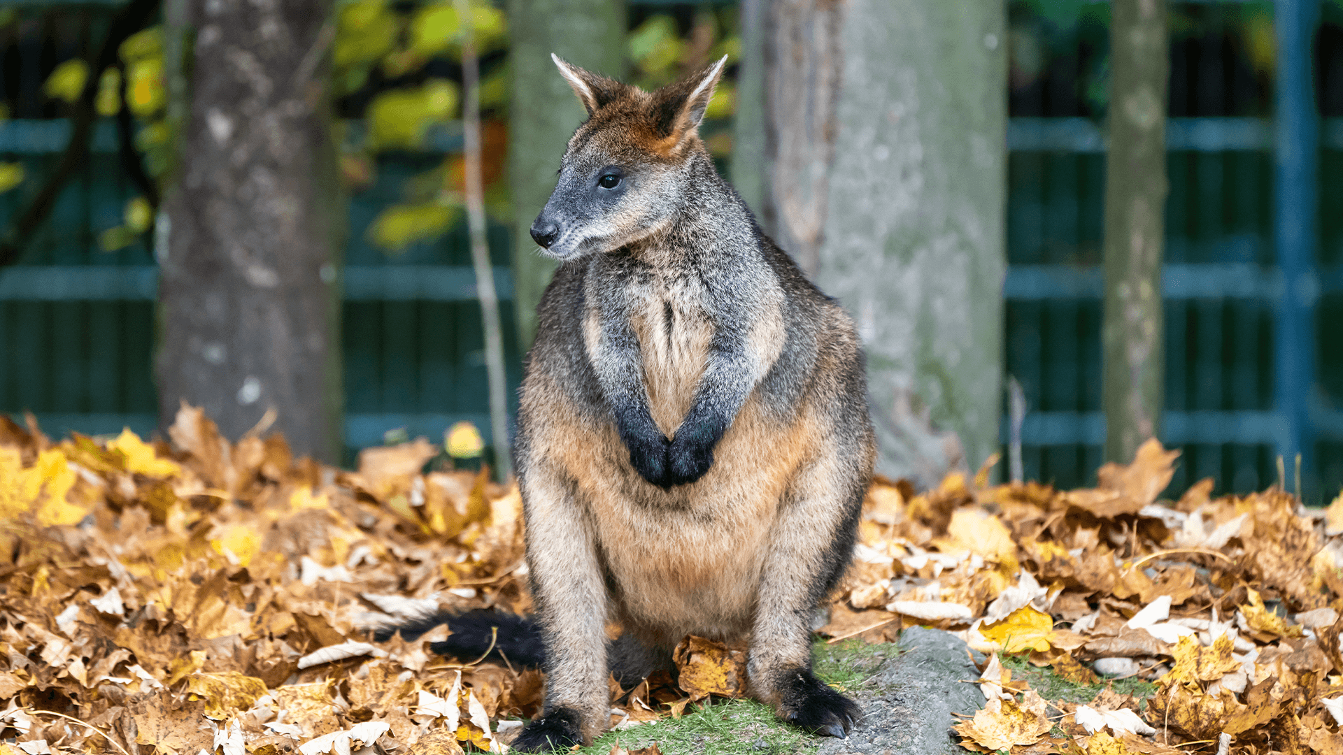 Swamp Wallaby (Wallabia bicolour)