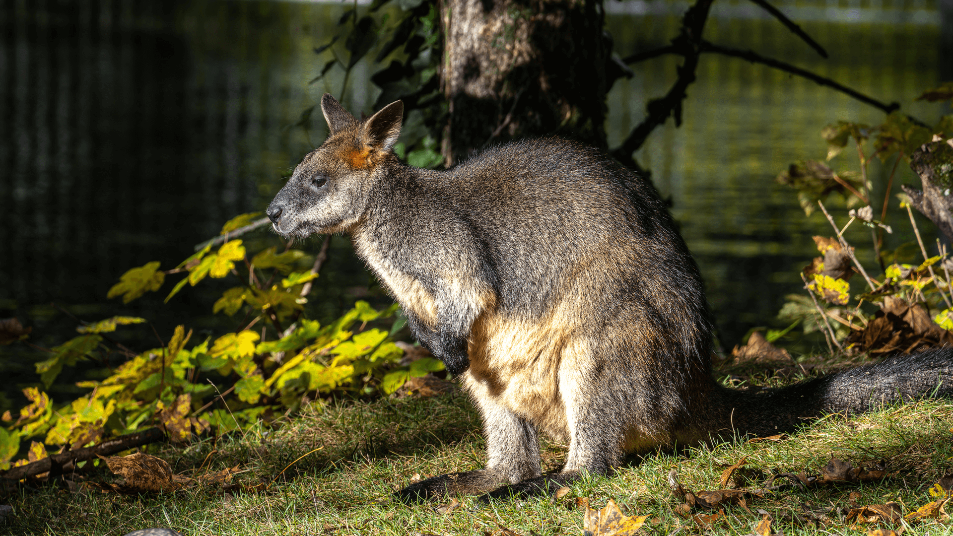 Swamp Wallaby (Wallabia bicolour)