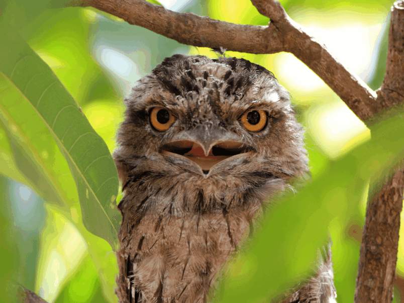 Tawny Frogmouth (Podargus strigoides)