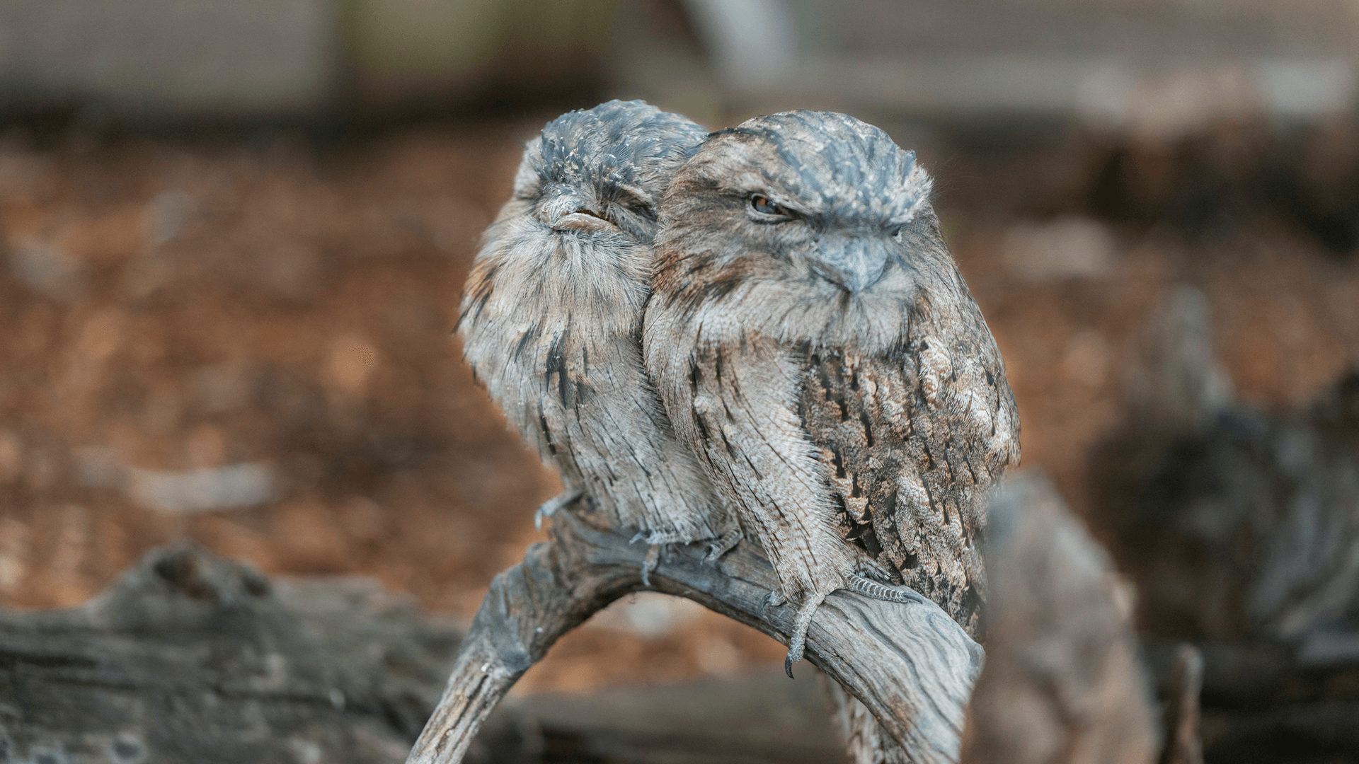 Tawny Frogmouth (Podargus strigoides)