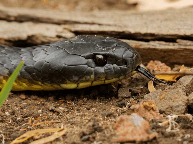 Tiger snake (Notechis scutatus)