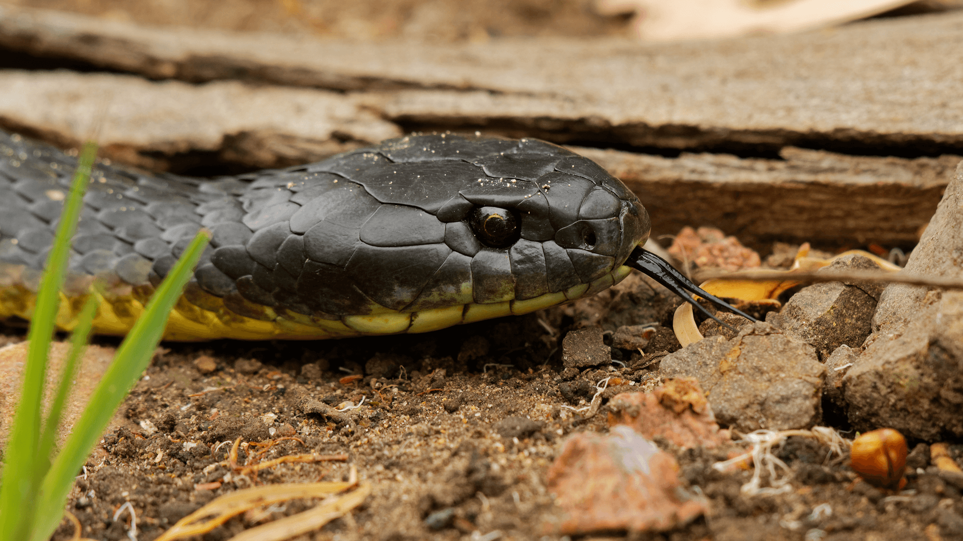 Tiger snake (Notechis scutatus)