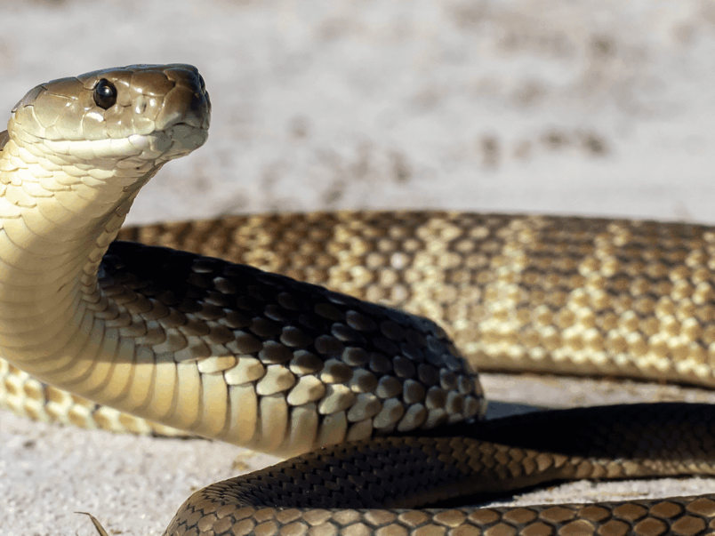Tiger snake (Notechis scutatus)