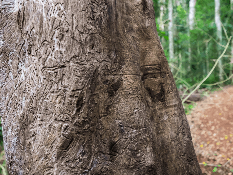 White Booyong (Argyrodendron trifoliolatum)