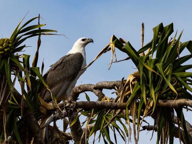 White-bellied Sea Eagle (Haliaeetus leucogaster)