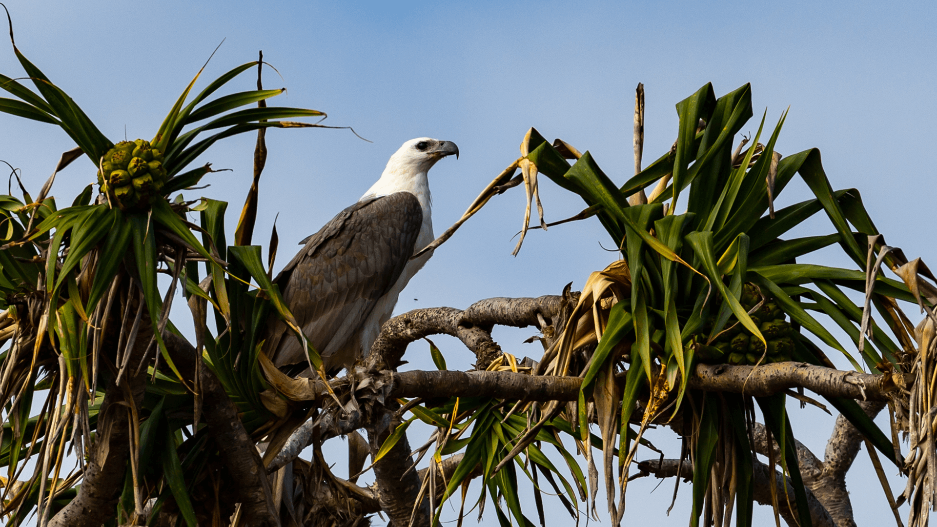 White-bellied Sea Eagle (Haliaeetus leucogaster)