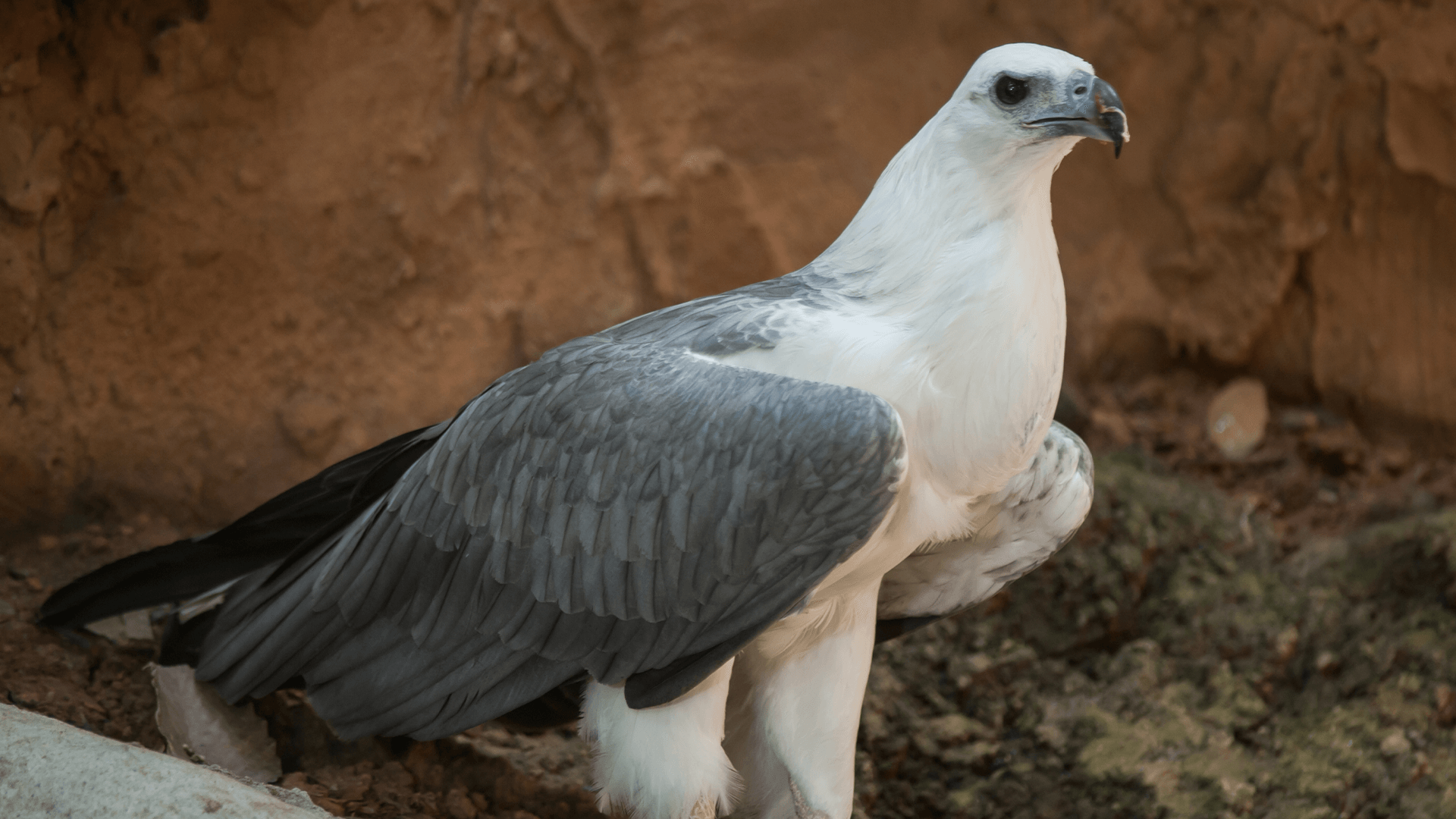 White-bellied Sea Eagle (Haliaeetus leucogaster)