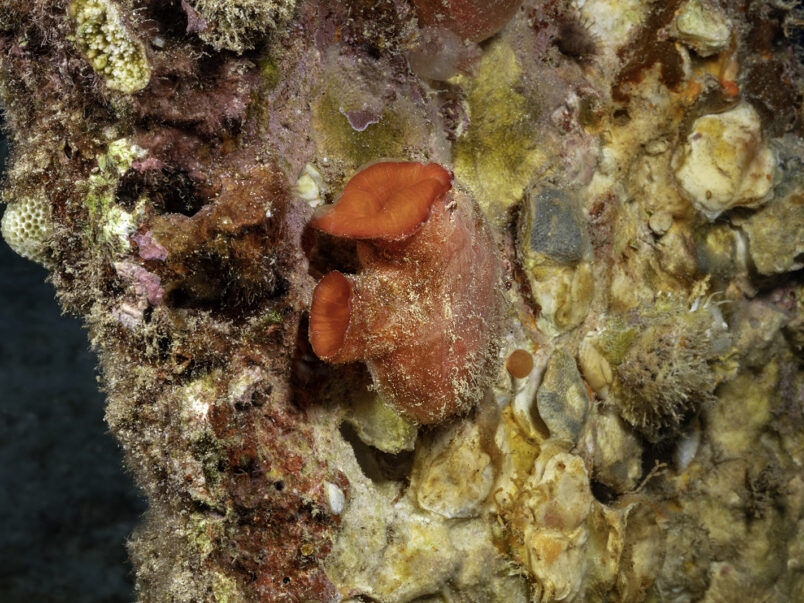 Sea squirt