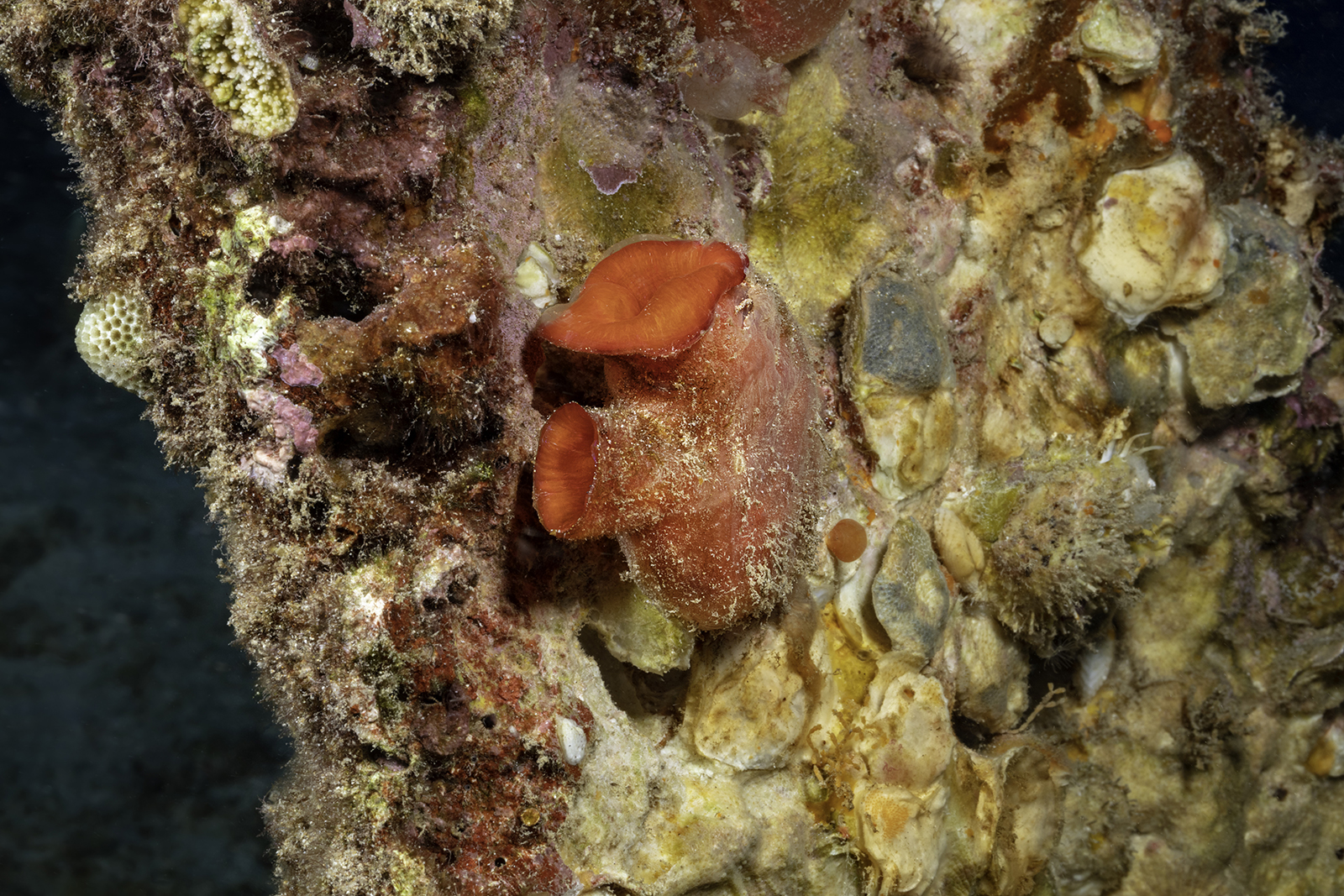 Sea squirt